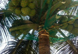 COCONUT TREE SAFETY NETS